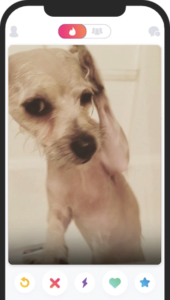small dog photo in an app on the phone